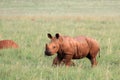 A landscape photo of an African white rhino calf. Royalty Free Stock Photo