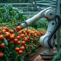 Photo Agricultural innovation Robot arm automates vegetable harvesting in a greenhouse