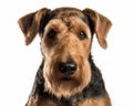 photo of Airedale terrier isolated on white background. Generative AI Royalty Free Stock Photo