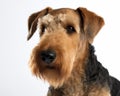 photo of Airedale terrier isolated on white background. Generative AI Royalty Free Stock Photo
