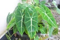 Photo Alocasia micholitziana Plant Royalty Free Stock Photo