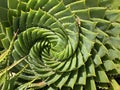 Aloe polyphylla or Spiral Aloe Plant Photo