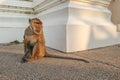 Alone monkey Royalty Free Stock Photo