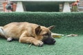 A alone stray dog puppy lay down on the ground Royalty Free Stock Photo