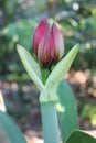 Photo of Amaryllis Hippeastrum Ruby GemÃÂ® Royalty Free Stock Photo