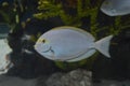 Amazing exotic fish in aquarium, closeup