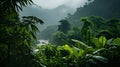 A photo of the Amazon Rainforest, with lush greenery as the background, during a light drizzle Royalty Free Stock Photo