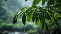 A photo of the Amazon Rainforest, with lush greenery as the background, during a light drizzle Royalty Free Stock Photo