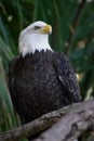 American Bald Eagle Perched On Tree Branch