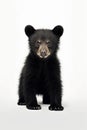 A photo of an american black bear cub with white background, wild animal photo Royalty Free Stock Photo