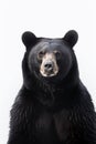 A photo of an american black bear with white background, wild animal photo Royalty Free Stock Photo