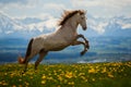 Photo of andalusian stallion jumping on hill on mountain background Royalty Free Stock Photo