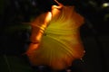 Orange angel`s trumpet flower on black  background Royalty Free Stock Photo