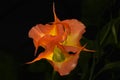 Orange angel`s trumpet flower on black  background Royalty Free Stock Photo