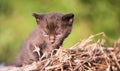 Photo of an angry little cat Royalty Free Stock Photo