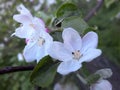 Photo apple flowers / Fruit trees of temperate climate Royalty Free Stock Photo