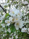 Photo apple flowers / fruit trees of temperate climate Royalty Free Stock Photo
