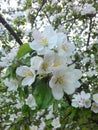 Photo apple flowers / fruit trees of temperate climate