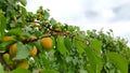 Apricot tree branch with juicy fruits with sky on background