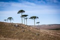 Araucarias of the south of Brasil Royalty Free Stock Photo