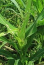 Photo of armyworm & x28;Spodoptera litura& x29; plant pests on corn plants