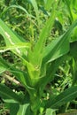 Photo of armyworm & x28;Spodoptera litura& x29; plant pests on corn plants 