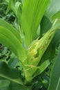 Photo of armyworm & x28;Spodoptera litura& x29; plant pests on corn plants & x28;Zea mays ssp. mays& x29;.