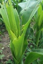 Photo of armyworm & x28;Spodoptera litura& x29; plant pests on corn plants & x28;Zea mays ssp. mays& x29;.