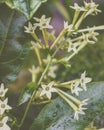 artistc night blooming jasmine flowers in the garden Royalty Free Stock Photo