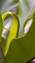 artistic asplenium nidus fern in the garden Royalty Free Stock Photo