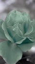 artistic green rose in the garden