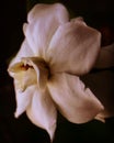 artistic jasmine fragrance on the black background