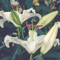 artistic lilies flowers in the garden