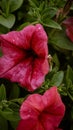 artistic pink petunia flowers in the garden Royalty Free Stock Photo