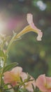 artistic pink petunia flowers in the garden Royalty Free Stock Photo