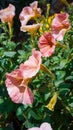 artistic pink petunia flowers in the garden