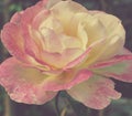 artistic pink rose in the garden