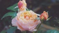 artistic pink roses in the garden