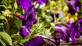 artistic purple petunia flowers in the garden