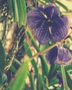artistic purple phaleanopsis orchids in the garden