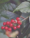 artistic round red chilli in the garden Royalty Free Stock Photo