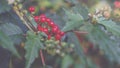 artistic round red chilli in the garden Royalty Free Stock Photo