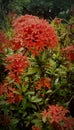 photo of asoka flower plant