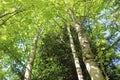 Aspen tree tops ,green leaves in a summer forest against the sky Royalty Free Stock Photo