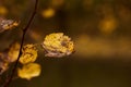 Photo of aspen leaves on a tree. Golden autumn. Warm brown and dark background. Royalty Free Stock Photo