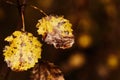 Photo of aspen leaves on a tree. Golden autumn. Warm brown and dark background. Royalty Free Stock Photo