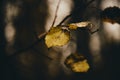 Photo of aspen leaves on a tree. Stylized as analog gained photo. Golden autumn. Warm brown and dark background. Royalty Free Stock Photo