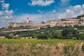 Assissi and Sunflower Royalty Free Stock Photo