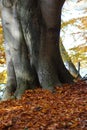 Atmospherically colored autumn forest on a calm lake - beech forest - beech light incidence light beam Royalty Free Stock Photo