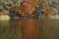 Atmospherically colored autumn forest on a calm lake - beech forest - beech light incidence light beam